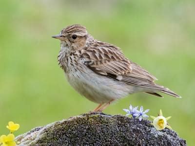 Woodlark Bird Facts (Lullula arborea) | Birdfact