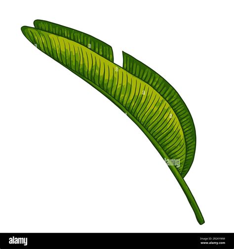 Tropical jungle palm vector leaf. Botanical colored realistic hand drawn illustration. Isolated ...