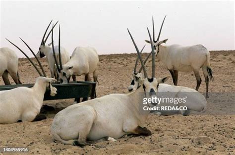 Wildlife Of Syria Photos and Premium High Res Pictures - Getty Images