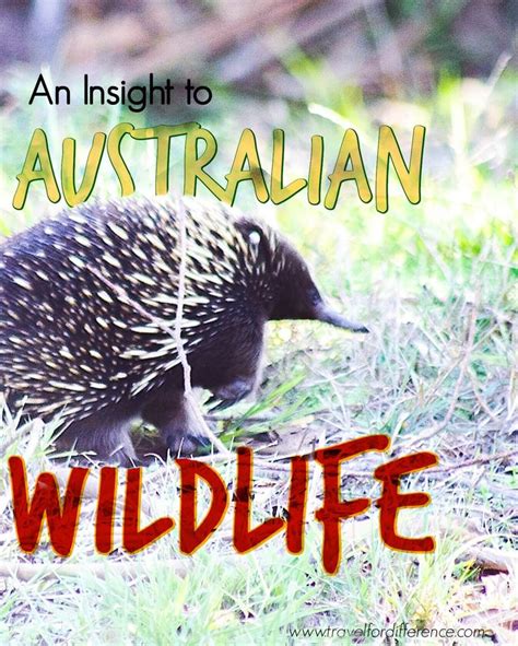 AUSTRALIAN WILDLIFE FACTS | Travel for Difference | Australian wildlife ...