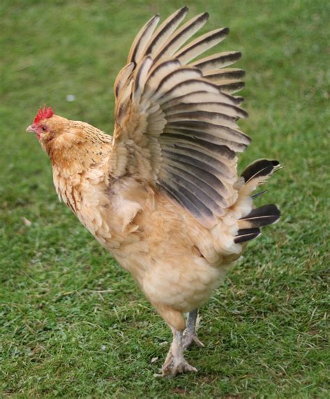 File:Chicken flaps wings-UK.jpg - Wikimedia Commons