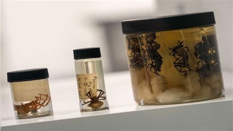 What’s the buzz? Insects are flying out of the new American Museum of ...