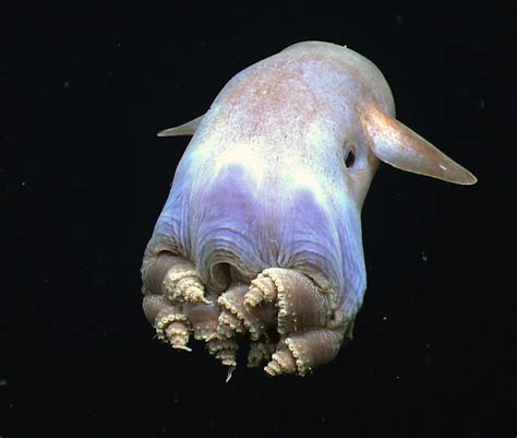 Grimpoteuthis - Wikipedia