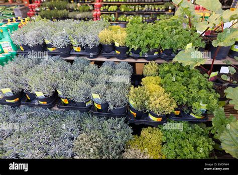 Typical garden plants for sale at B&Q Beckton London E6 Stock Photo - Alamy