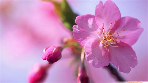 20+ Asian Cherry Blossom Flower