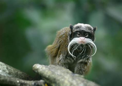 Bearded Emperor Tamarin Facts: Animals Of South America - WorldAtlas