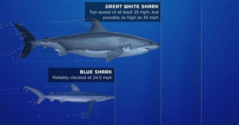 Shark Speed - World's Fastest Sharks Infographic | Under The Sea ...