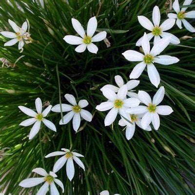 Zephyranthes candida - White Crocus | Rare Plants | Plants Online