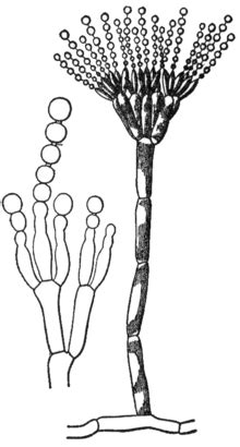 Conidium