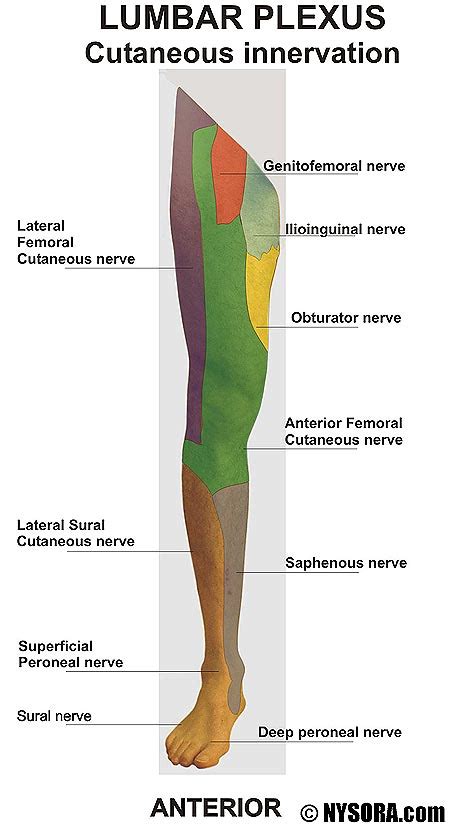 How to identify and treat lumbar plexus compression syndrome (LPCS) - MSK Neurology