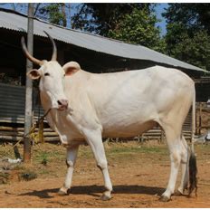 Rennet - Save Indian Cows | Save Cows | Donate to Save Cows