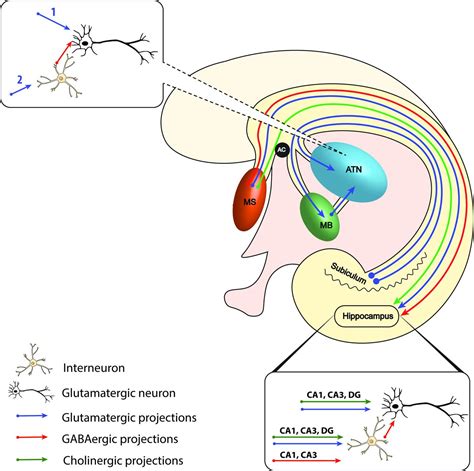 Anatomy and function of the fornix in the context of its potential as a ...