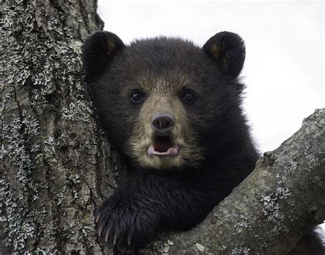 Black Bear Cub | Black bear cub in a tree. Stepped back in t… | Flickr