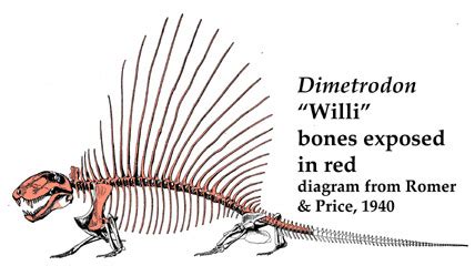 Extremely Rare Nearly Complete Dimetrodon Fossil from Texas