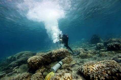 Galapagos Islands: A Telling Study Site for Coral Reef Scientists ...