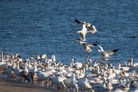 Snow Geese | Travel Through Pictures . com