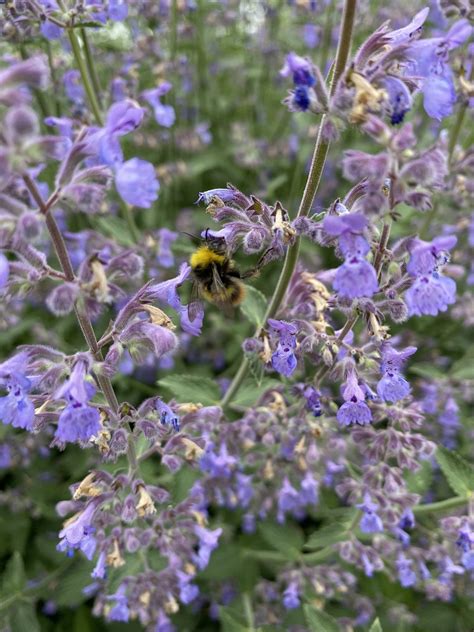 Nepeta 'Six Hills Giant' - Beth Chatto's Plants & Gardens