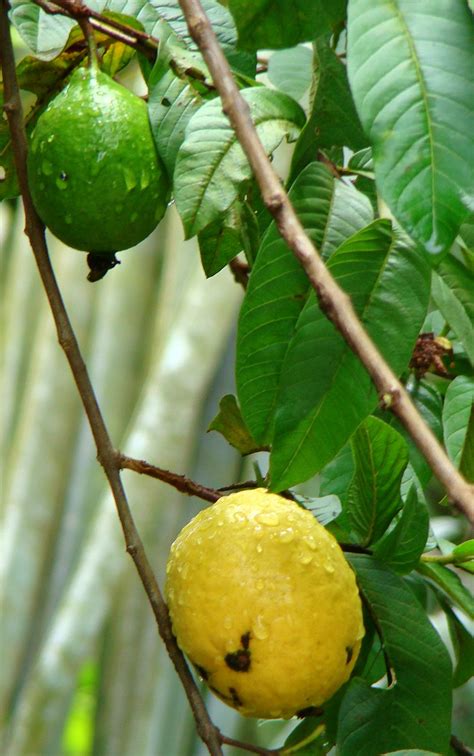 Discover-SriLanka: SRI LANKA - FRUITS [ GUAVA ]