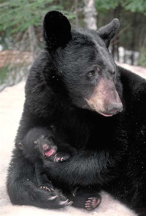 So precious..Love how momma bears hug and hold their babies! | Black ...