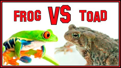 The Difference Between Frogs and Toads. - YouTube