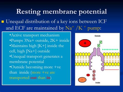 Resting Membrane Potential By Yogilogy Csir Net Lifesciences Capsule ...