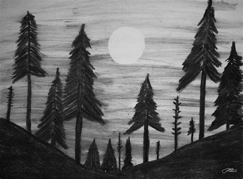 Forest Drawing