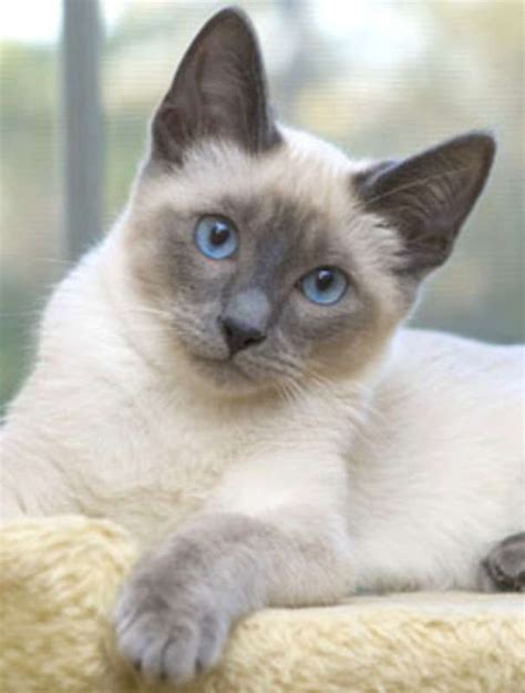 types of siamese cats lilac point - Cherrie Samples