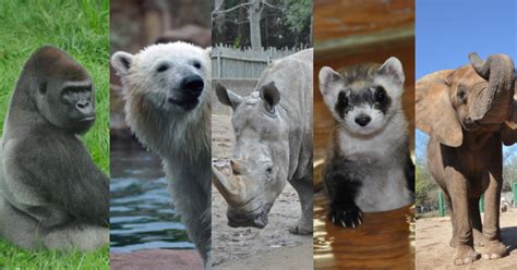 SAFE: Saving Animals From Extinction | Louisville Zoo