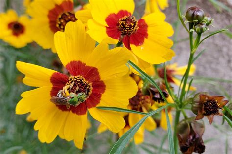 Coreopsis Flowers: Planting, Growing, and Caring for Coreopsis