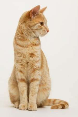 Super Cats Poses Sitting 68+ Ideas | Cat anatomy, Cat side, Cats poses