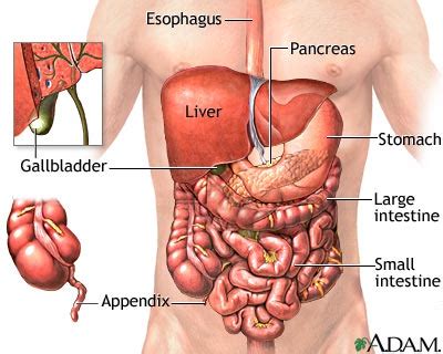 Abdominal organs: MedlinePlus Medical Encyclopedia Image