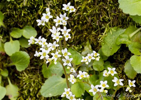 "What's Blooming Now" : Early Saxifrage (Saxifraga virginiensis Michx.)