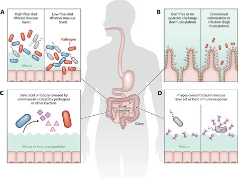 Figure 1.1 from Capsular Polysaccharides in Bacteroides thetaiotaomicron and Their Role in ...