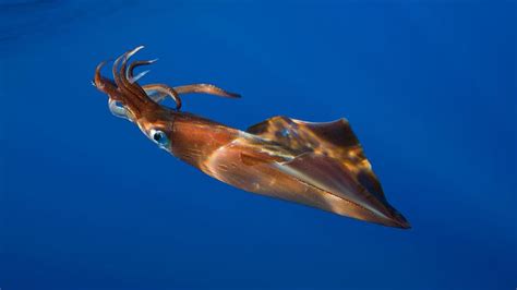 Squid - Alchetron, The Free Social Encyclopedia