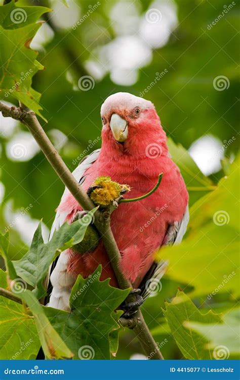 Parrot eating seeds stock image. Image of wings, exotic - 4415077