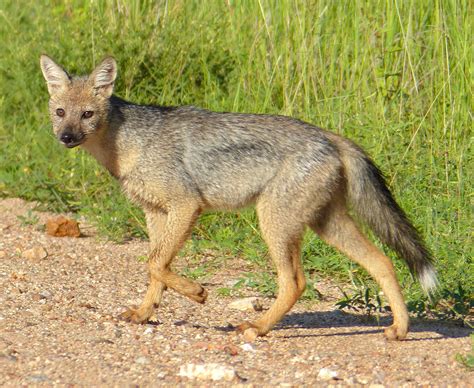 Side-striped jackal - Wikipedia