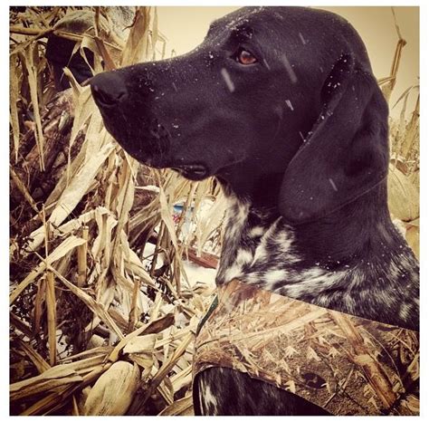 German shorthaired pointer duck hunting | Pointer dog, German shorthaired pointer, German ...