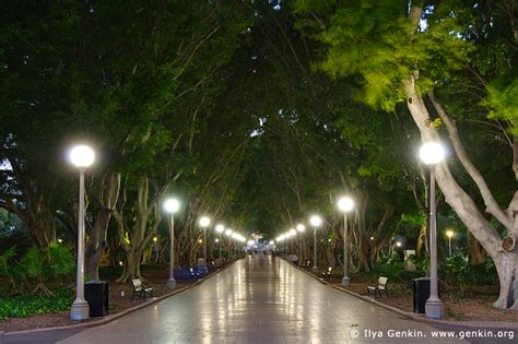 Avenue of Fig Trees in Hyde Park Image | Fine Art Landscape Photography ...