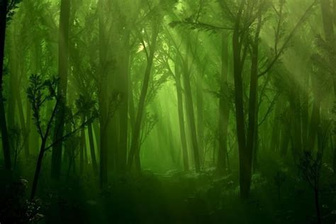 Green Forest Wallpaper 1920x1080 - Free Hd Wallpaper 4K II