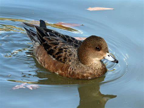 Eurasian Wigeon female | Eurasian Wigeon | Pinterest