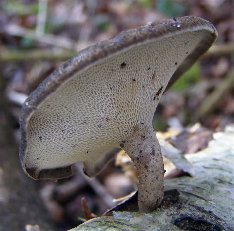 Polypore Mushroom - Life and Opinions - Life and Opinions