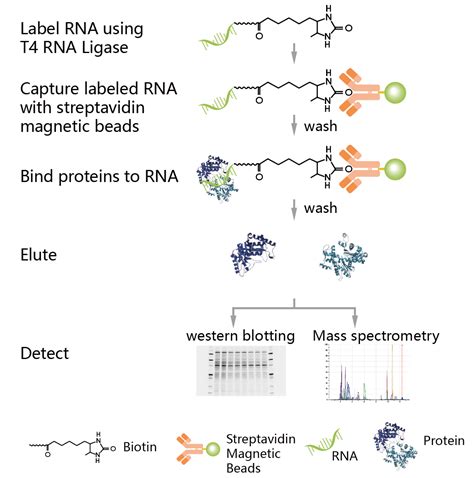 RNA Pull-down