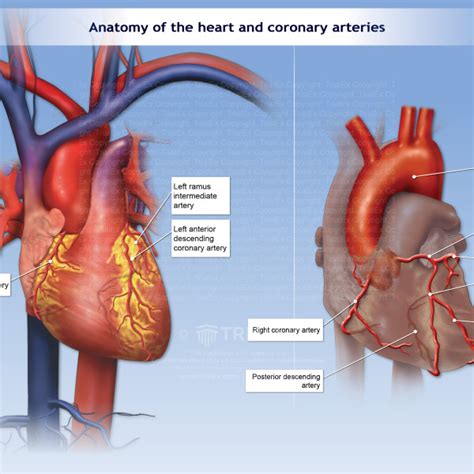 Anatomy of the heart and coronary arteries - TrialExhibits Inc.