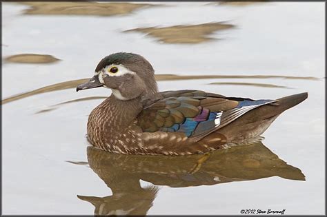 Wood Ducks 2012/_2SB3334 wood duck hen