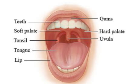 Roof of Mouth Pain Causes: Swollen, Hurts, Bruised, Treat - Healtreatcure