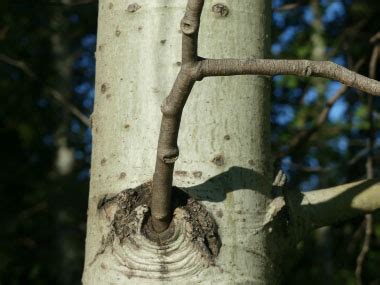 Quaking Aspen: Identification, Leaves, Bark & Habitat | Populus tremuloides