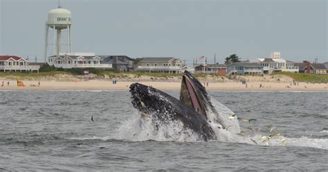 Whale sightings in NJ: 7 amazing encounters at the Jersey Shore