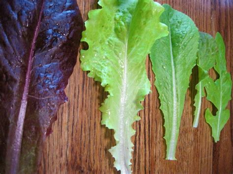 Harvesting Lettuce: How to Harvest and Store Lettuce For Fresh & Delicious Garden Salads ...