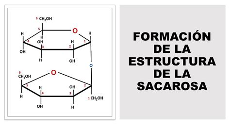 (Bioquímica) FORMACIÓN DE LA ESTRUCTURA DE LA SACAROSA - YouTube