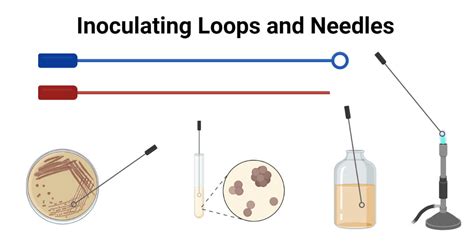 Inoculating Loops And Needles- Principle, Parts, Types,, 45% OFF